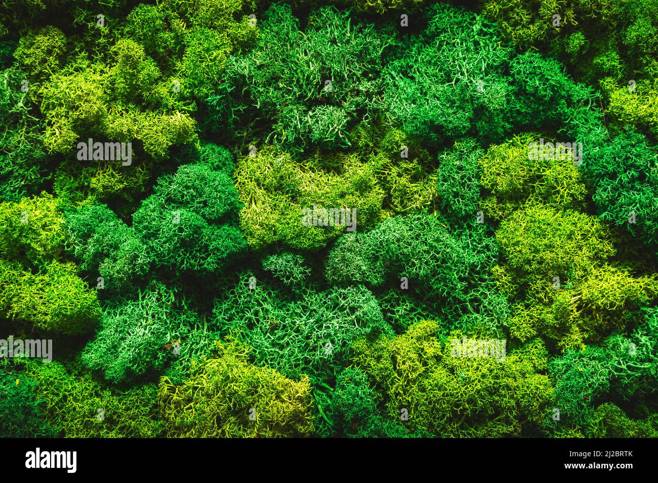Decorative wall made of green stabilized moss as a creative ecological background. Moss wall in a modern interior. Biophilia and biophilic design conc Stock Photo