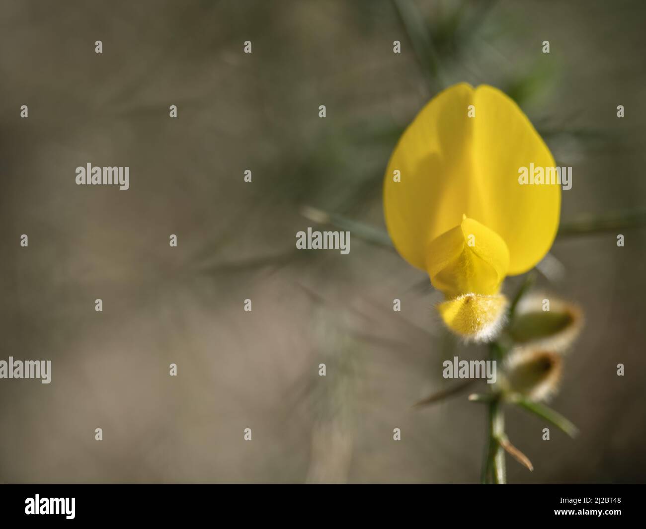 Detail of Gorse Bush yellow flower - Ulex Europaeus. Closeup, shallow depth of field with copyspace. Stock Photo