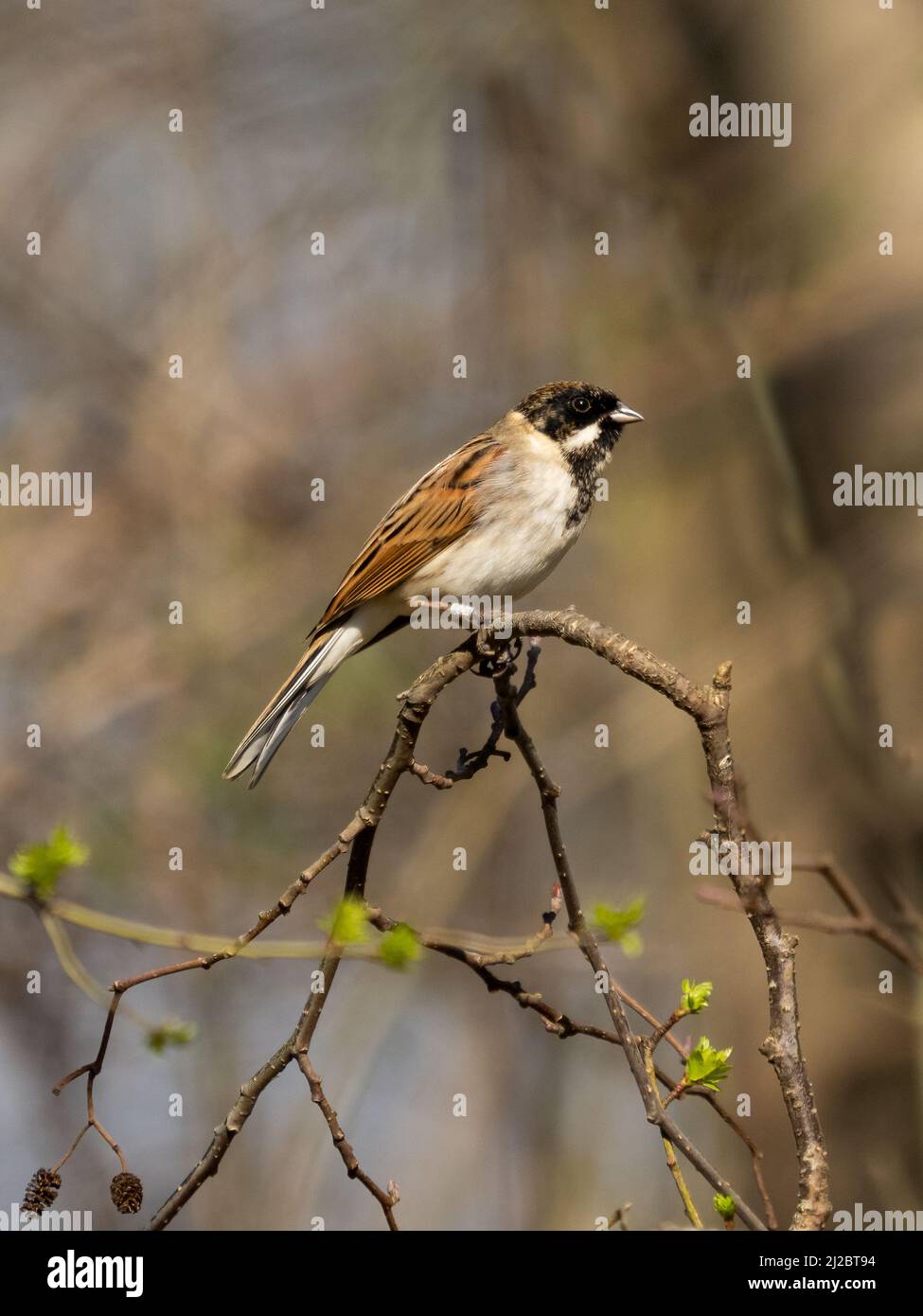 Reed bunting spring hi-res stock photography and images - Alamy