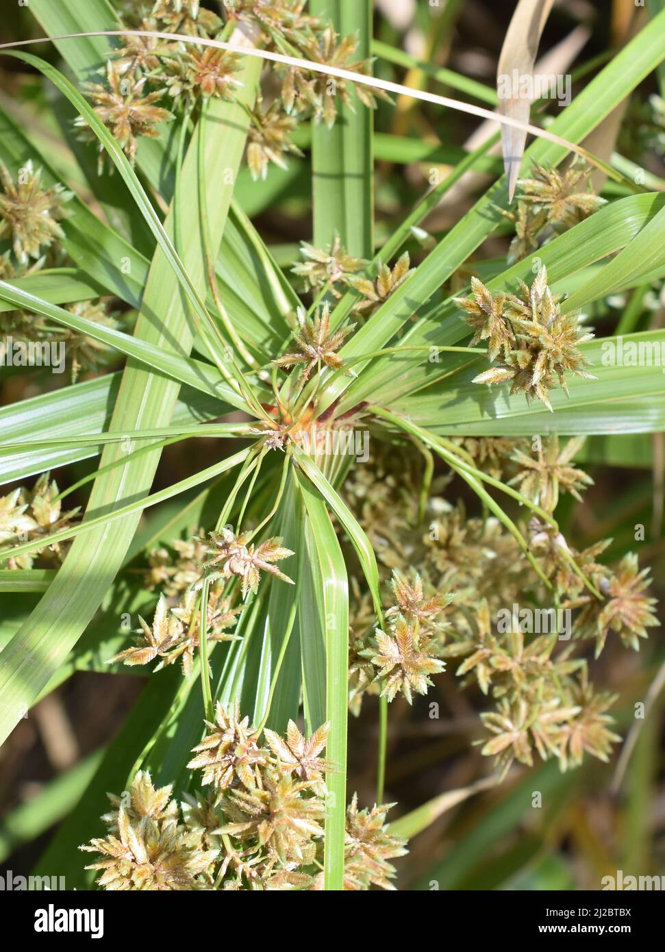 Flowering plant umbrella papyrus Cyperus alternifolius Stock Photo