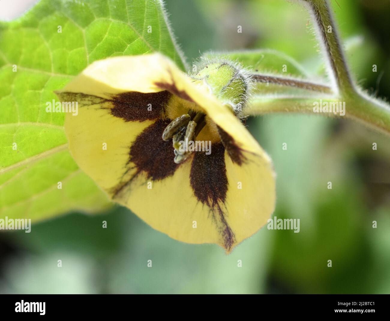 Yellow flower  on cape gooseberry Physalis peruviana plant Stock Photo
