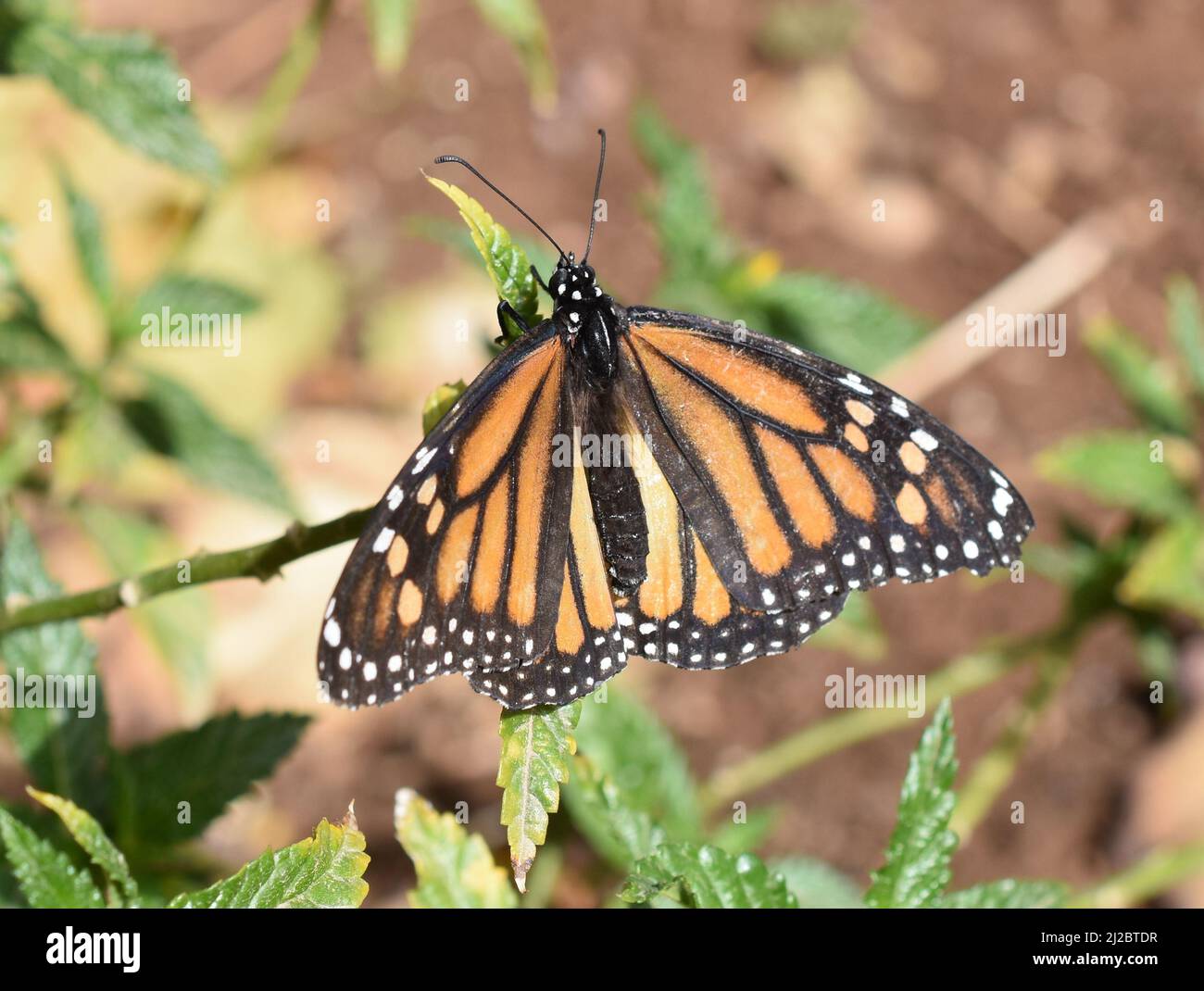 Monarch butterfly Danaus plexippus sitting on milkweed plant Stock Photo