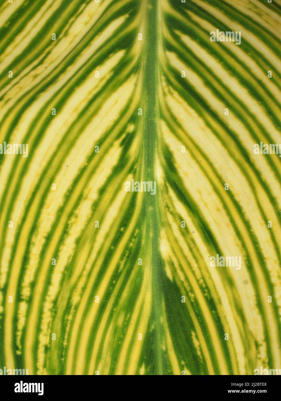 Closeup on white and green variegated Canna leaf foliage Stock Photo