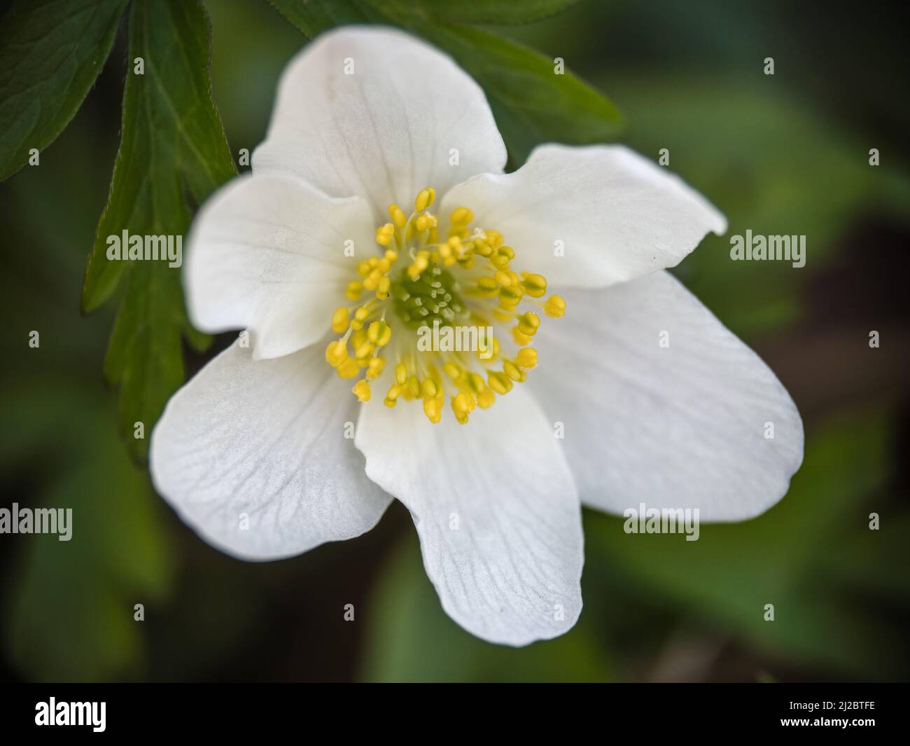 Wood Anemone flower aka Anemone nemorosa Stock Photo Alamy