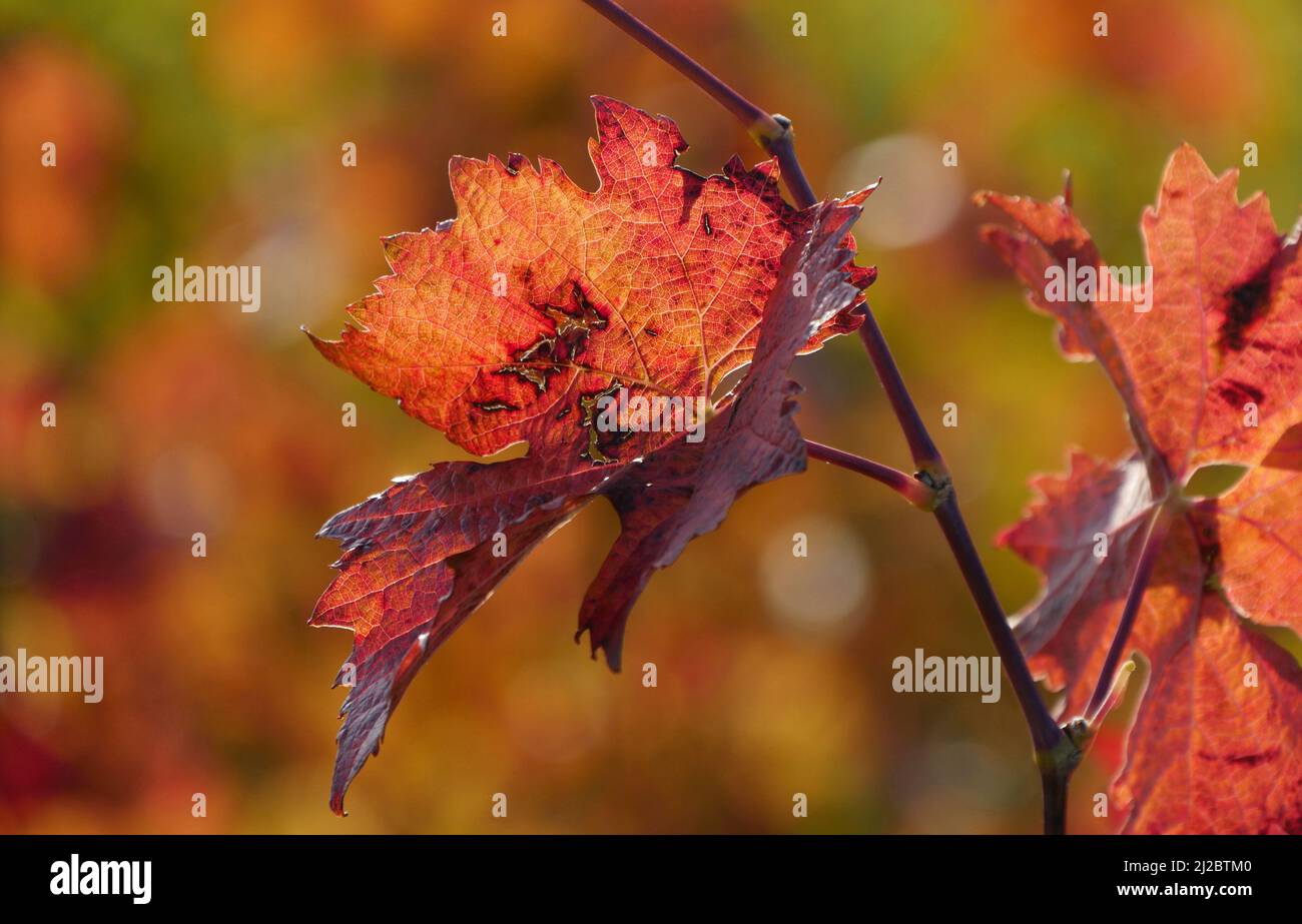 Reddish Brown Autumn Vine Leaf On The Vine Stock Photo Alamy