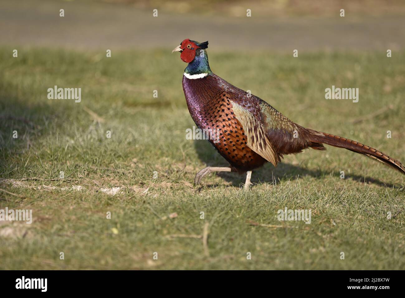 Close-Up Left-Profile Sunlit Image of a Male Common Pheasant (Phasianus colchicus) Walking Right to Left Across Grass in Mid-Wales, UK in March Stock Photo