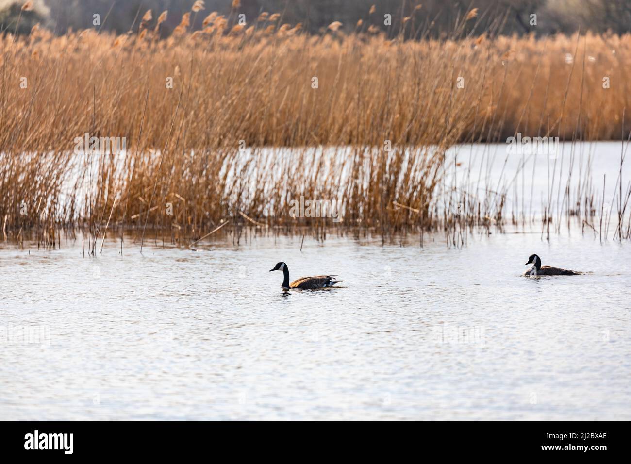 In an idyllic German lake, two ducks swim calmly near the shore Stock Photo