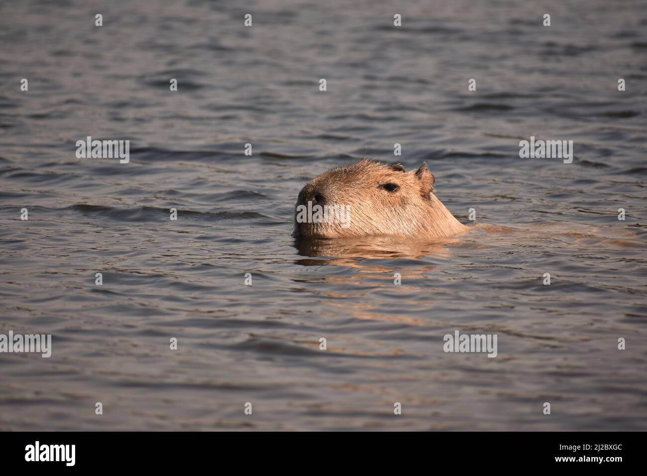 A cute furry capybara swimming in a lake Stock Photo - Alamy