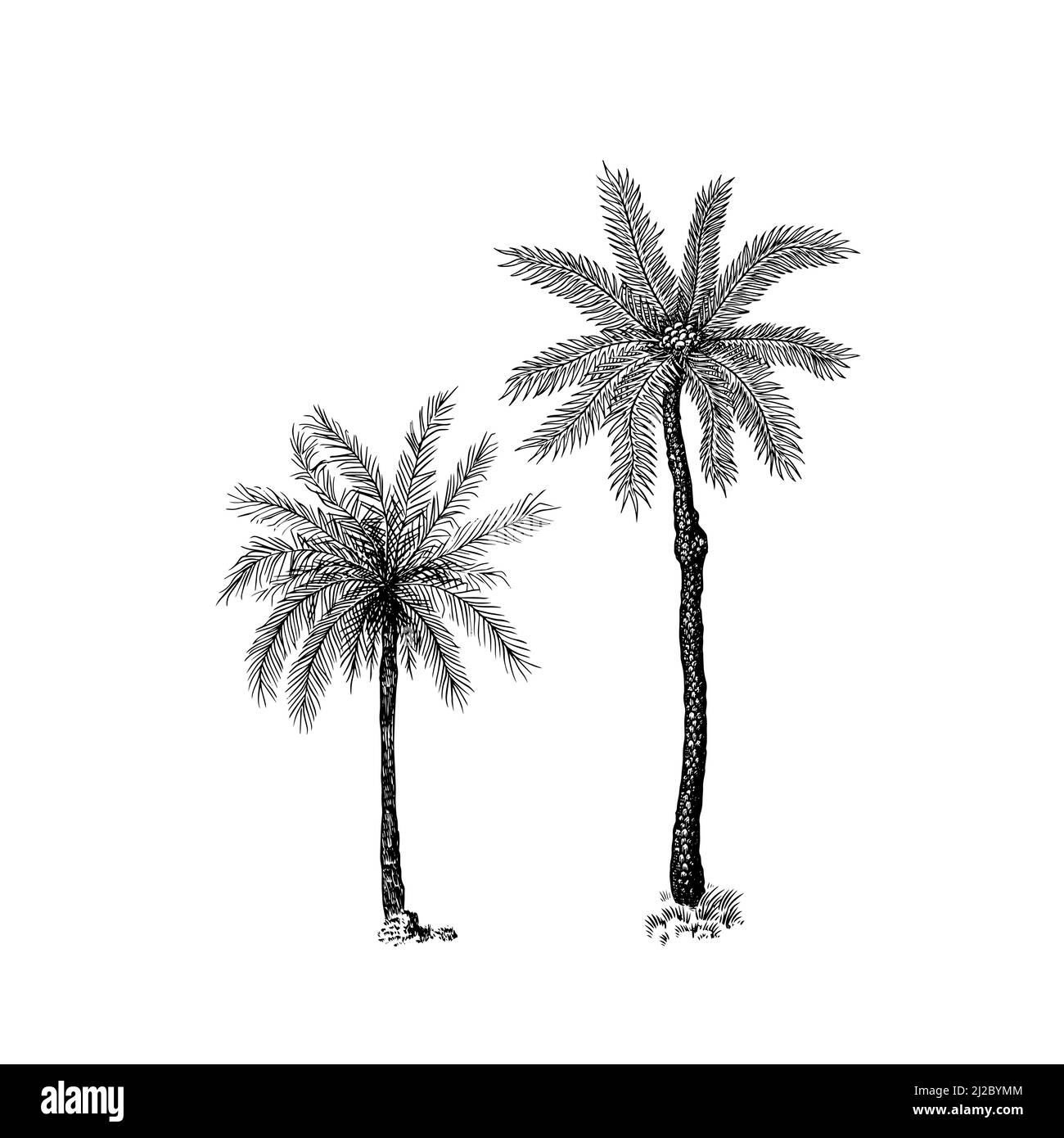 Coconut palm. Tropical trees exotic plants. Phoenix or Date varieties. Eastern landscape. Exotic nature. Linear Jungle. Hand drawn sketch in vintage Stock Vector