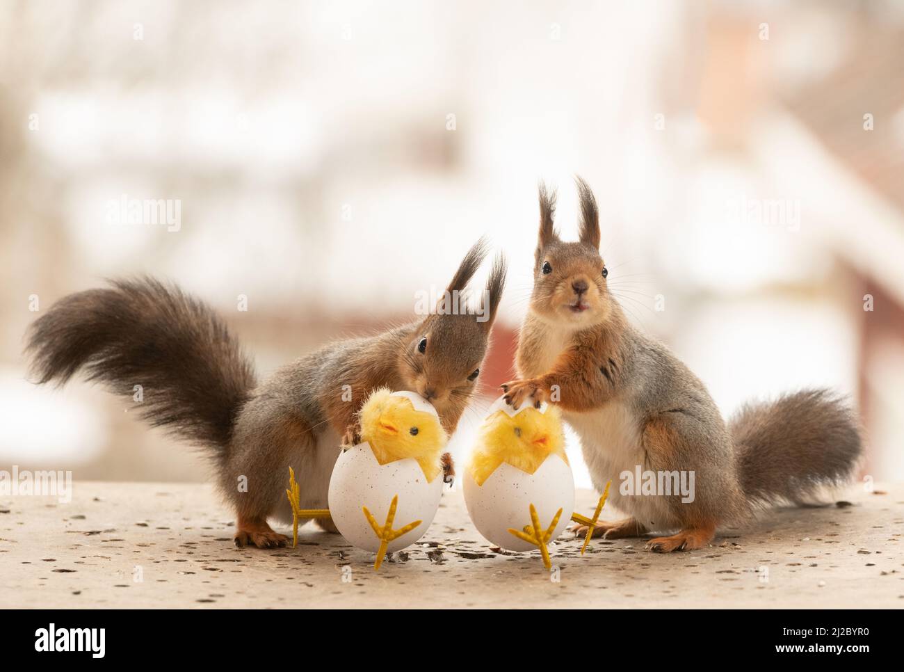 red squirrels with chick and egg Stock Photo Alamy