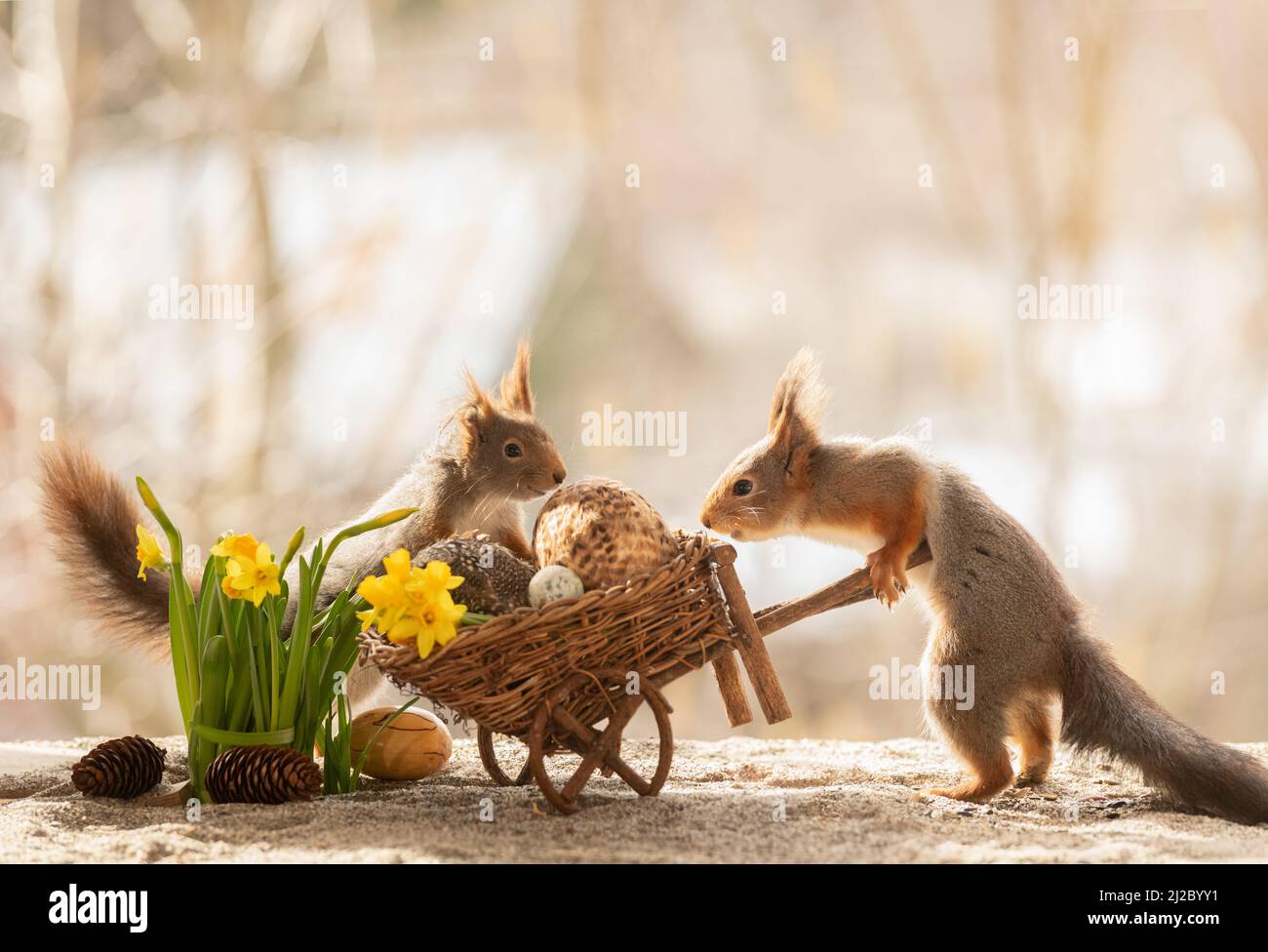 red squirrel with narcissus flowers eggs and wheelbarrow Stock Photo