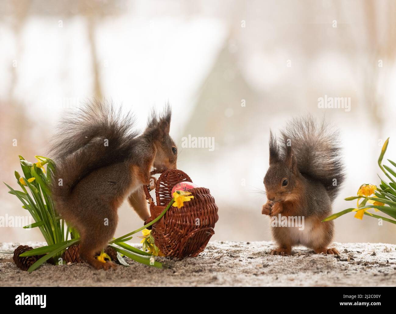 red squirrels with narcissus flowers eggs and basket Stock Photo Alamy