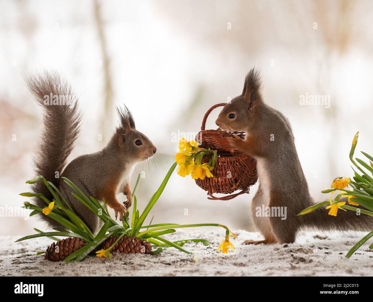 red squirrels with narcissus flowers eggs and basket Stock Photo Alamy