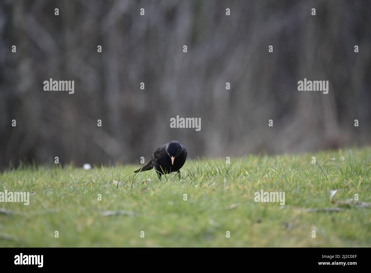 Male Blackbird (Turdus merula) Standing On Grass Facing Camera with Head Tilted to Ground Listening for Worms Against a Woodland Background in Wales Stock Photo