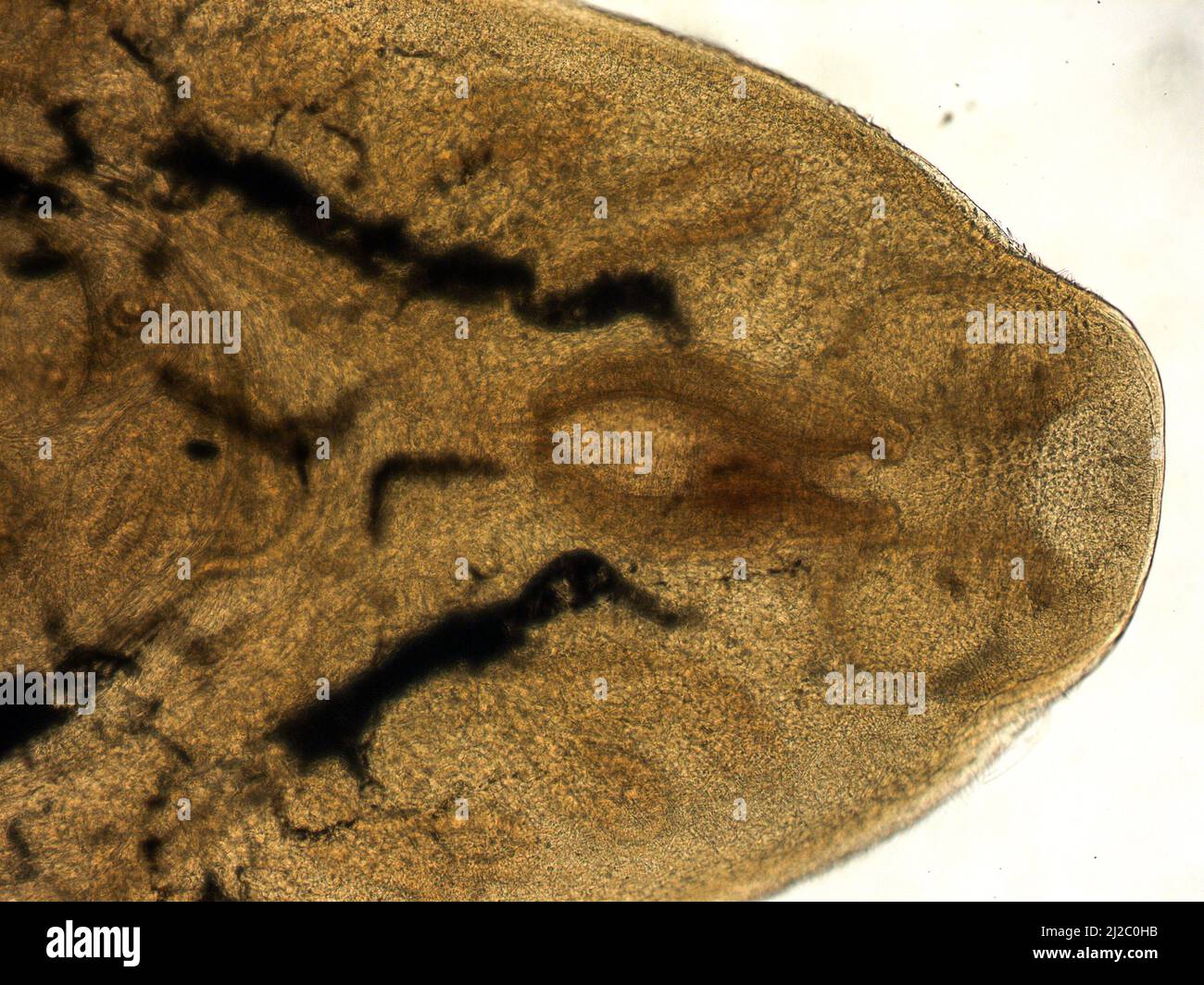 Parasitic flatworms in humans. Liver fluke (fasciola hepatica) adult stage in light microscope. Stock Photo