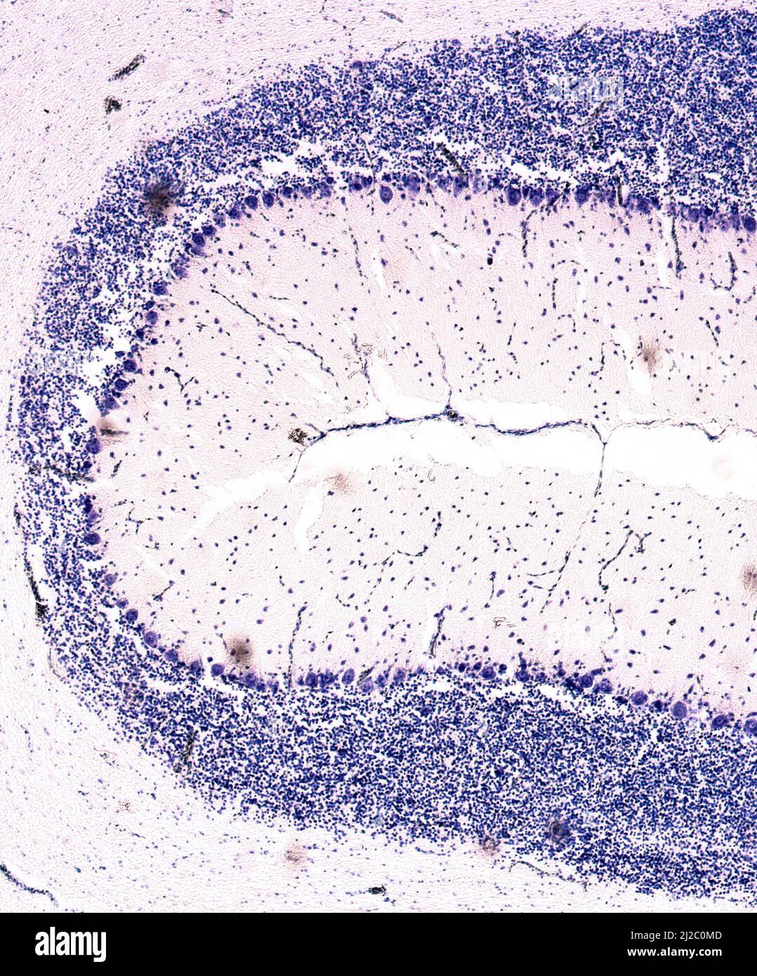 Cross section of a cerebellum. Light micrograph. Cresyl Violet Staining (Nissl Staining). Stock Photo