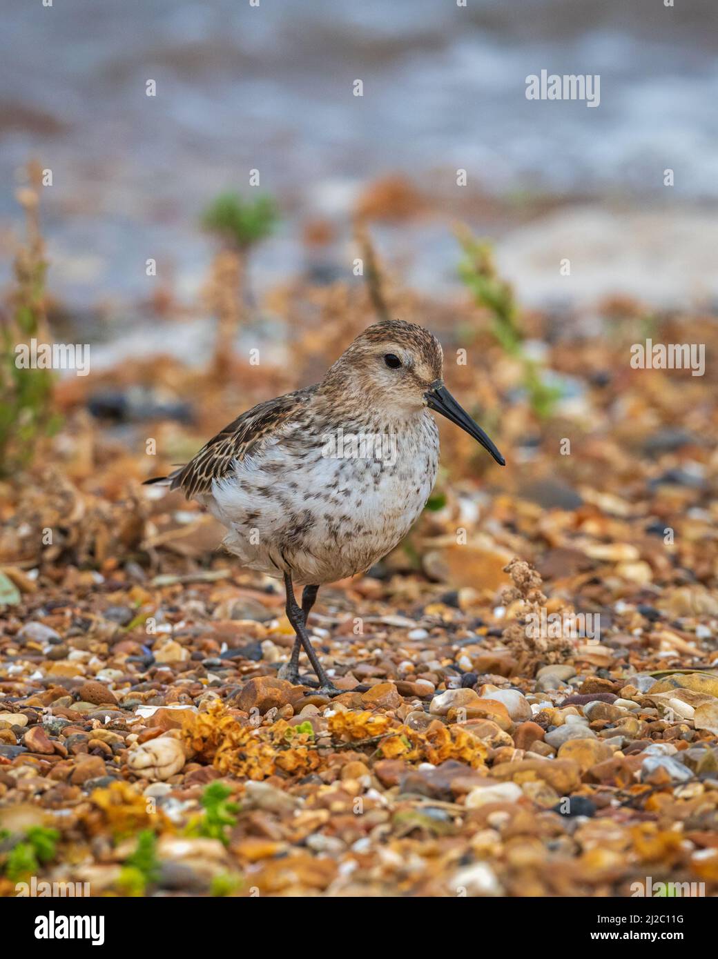 a lone Dunlin walking on the stones at the waters edge on the beach at RSPB Snettisham in Norfolk, England, UK Stock Photo