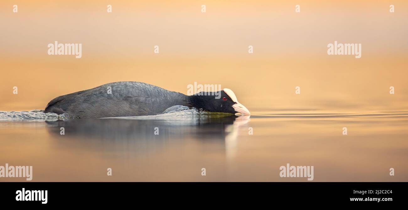 Fulica atra floats on the water and looking for food, the best photo. Stock Photo