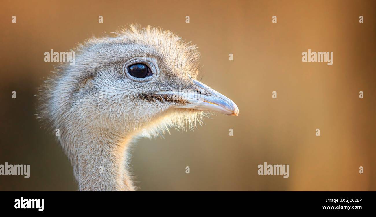 Avestruz americano hi-res stock photography and images - Alamy