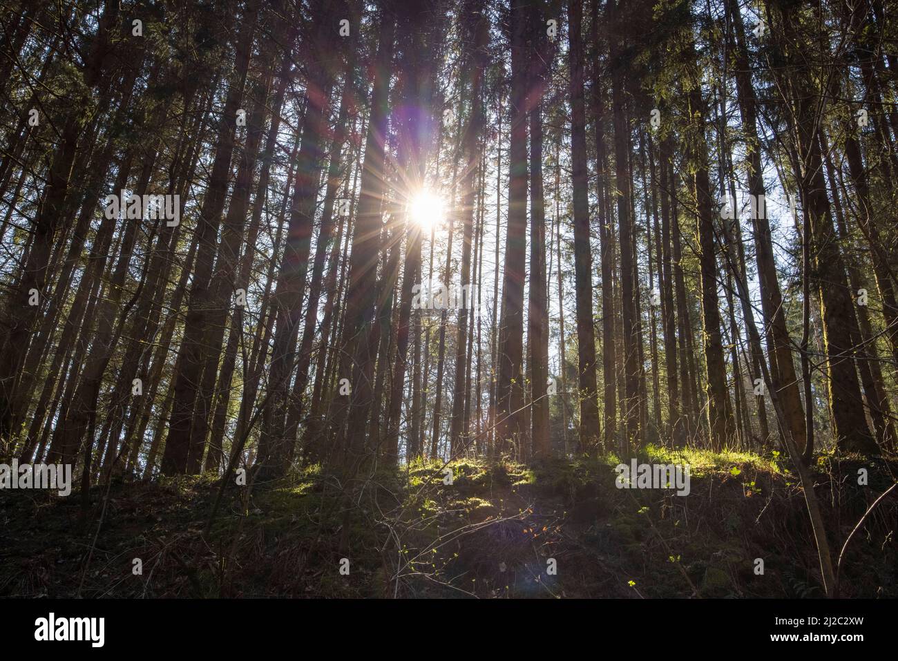 rays of sunlight in a pine forest Stock Photo - Alamy