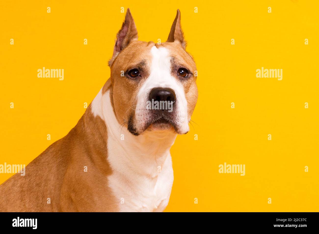 dog breed American Staffordshire Terrier looks on a yellow background. High quality photo Stock Photo