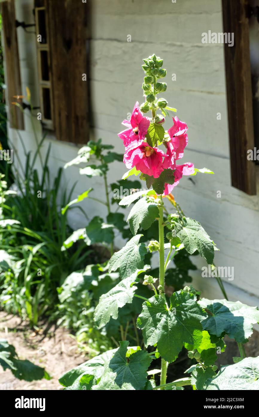 Pink flowers of Mallow, Alcea rosea, Family malvaceae also known as Hollyhock, in the garden in front of white wooden rural house, closeup. Stock Photo