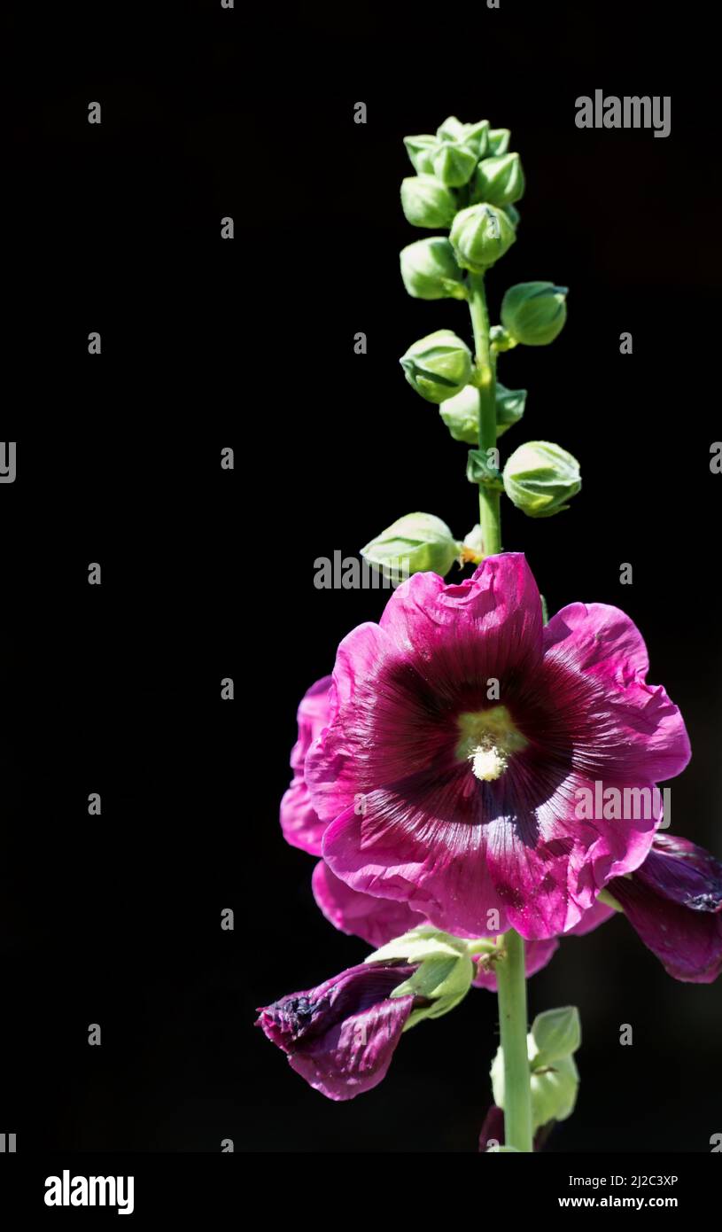 Purple pink flower of Mallow, Alcea rosea, Family malvaceae also known as Hollyhock with green stem and buds on dark or black background, Stock Photo