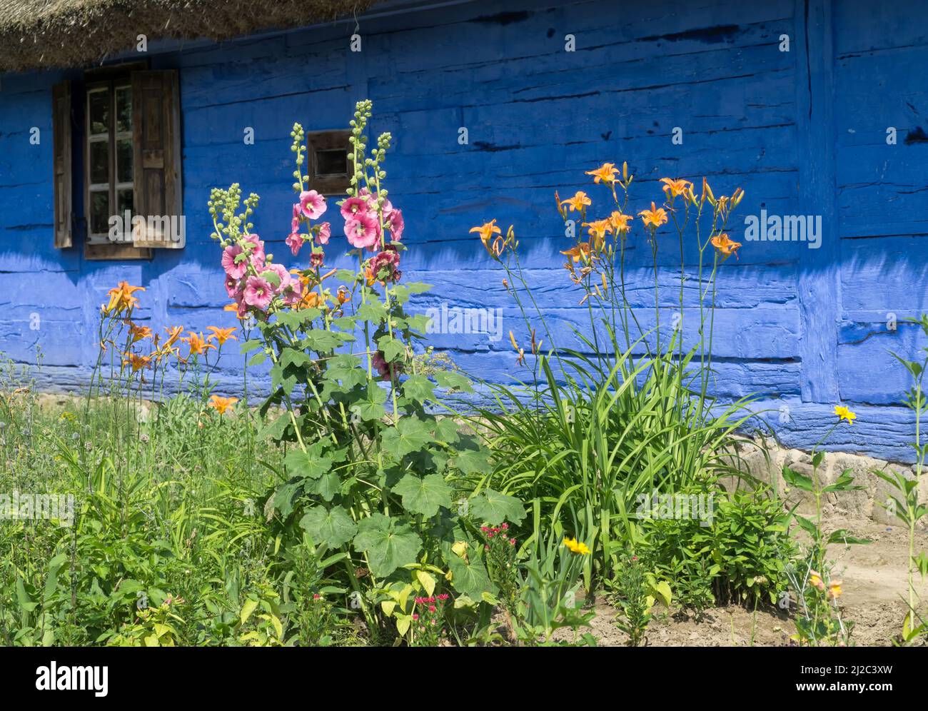 Summer flower garden in front of  blue wooden rural huse. Pink Mallow also known as Hollyhock, Alcea rosea, Family malvaceae and Golden lilies, Stock Photo