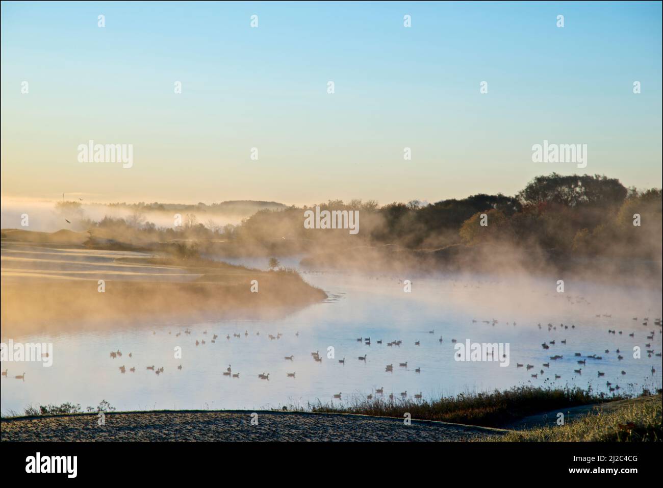 Dawn in the golf club with mist and migration birds in autumn. Stock Photo