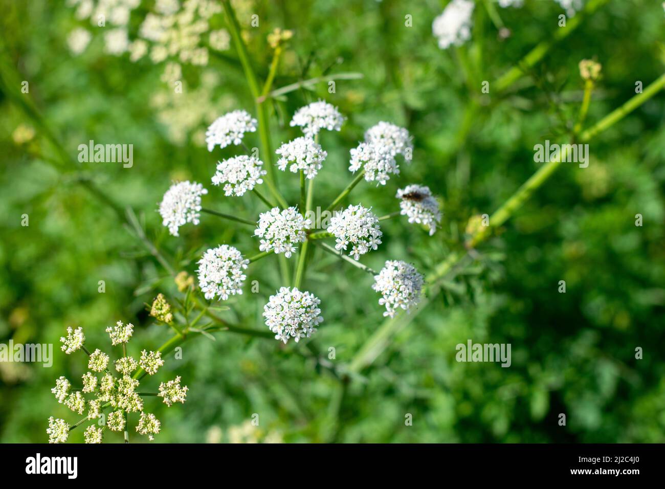 Water-hemlock (Oenanthe crocata), also known as dead man's fingers, a flowering plant in the carrot family, Apiaceae. Toxic plants. Stock Photo