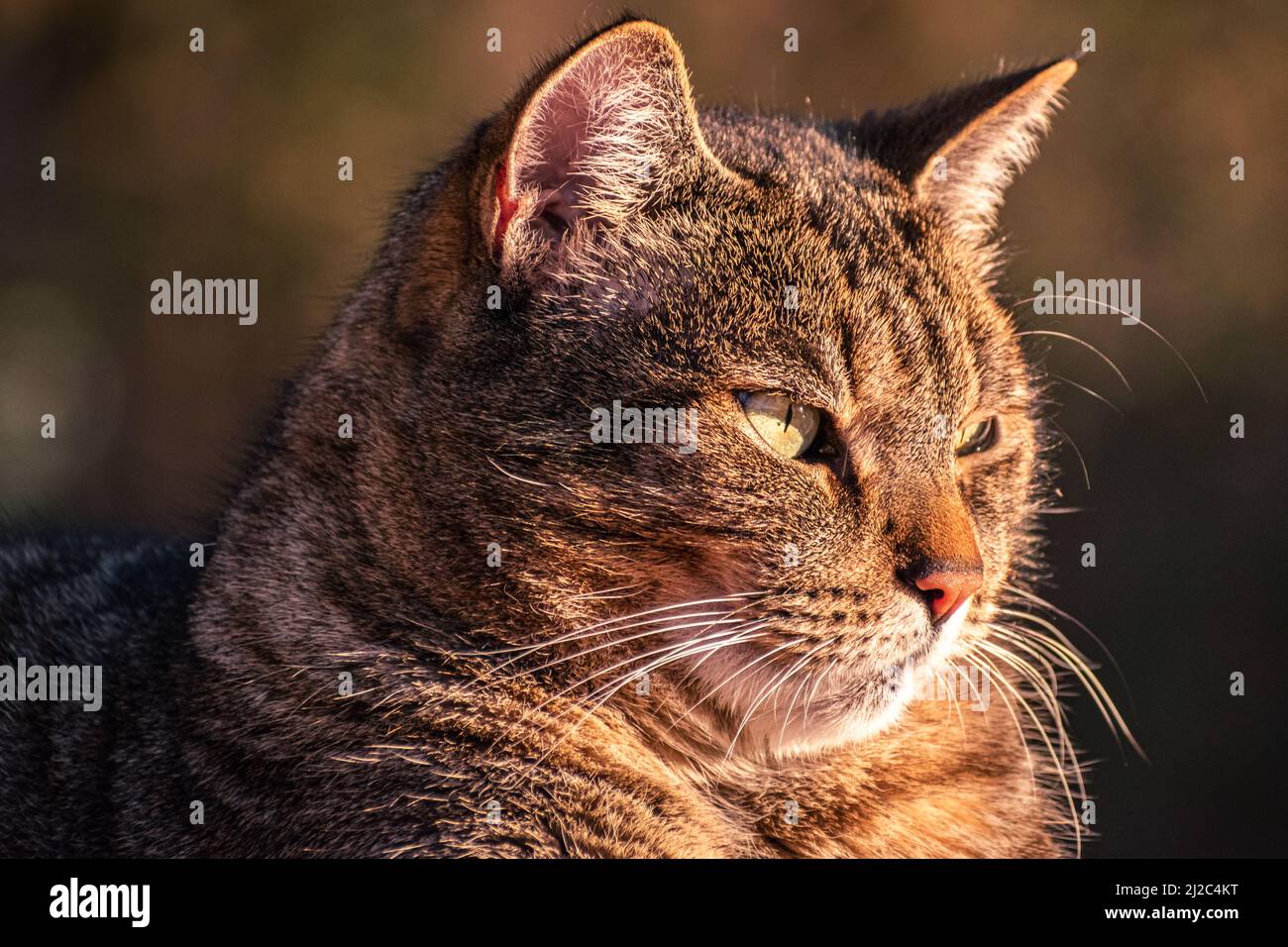Pet cat sunning himself Stock Photo