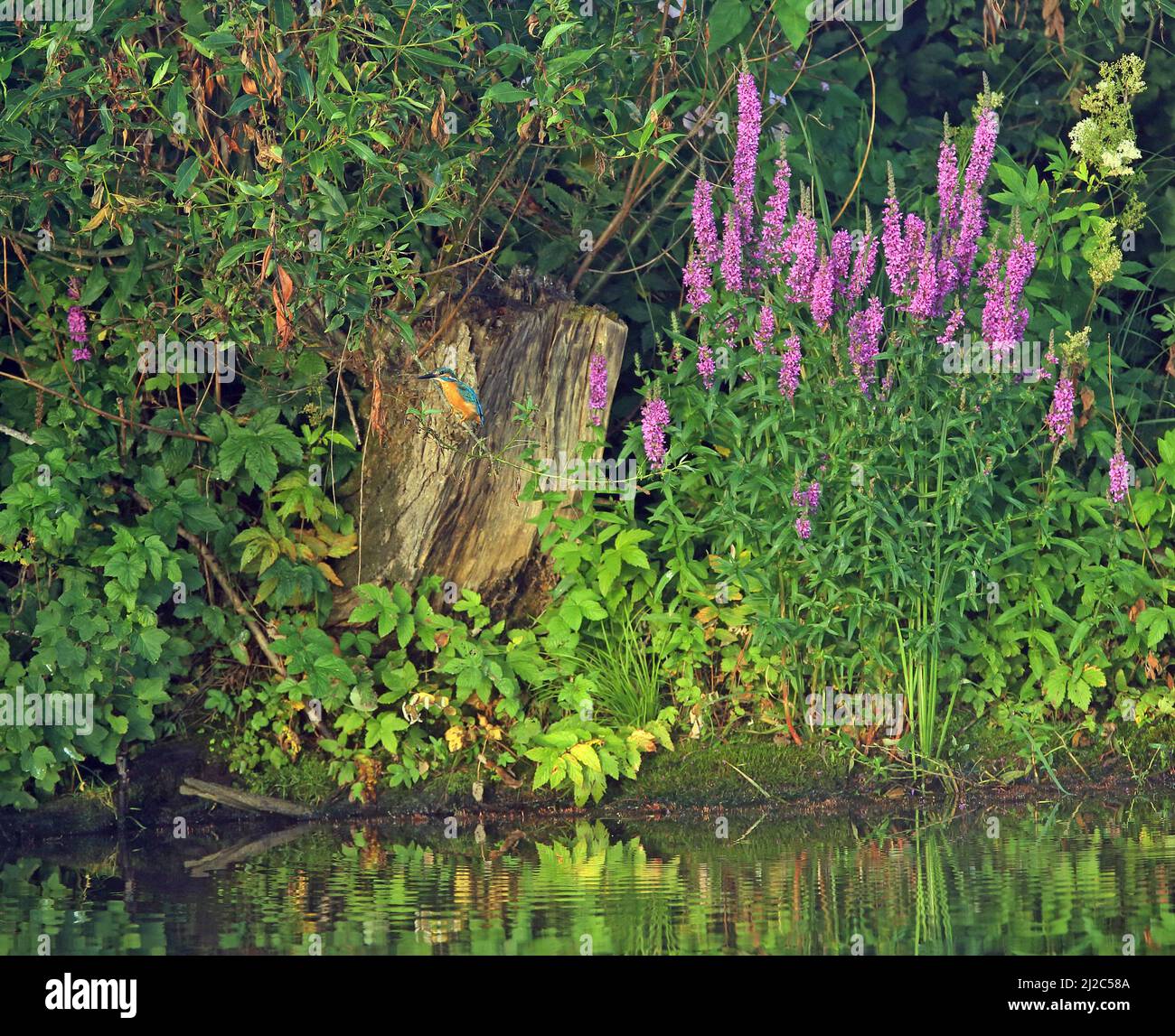 Kingfisher perched by the river beside large purple flowers Stock Photo