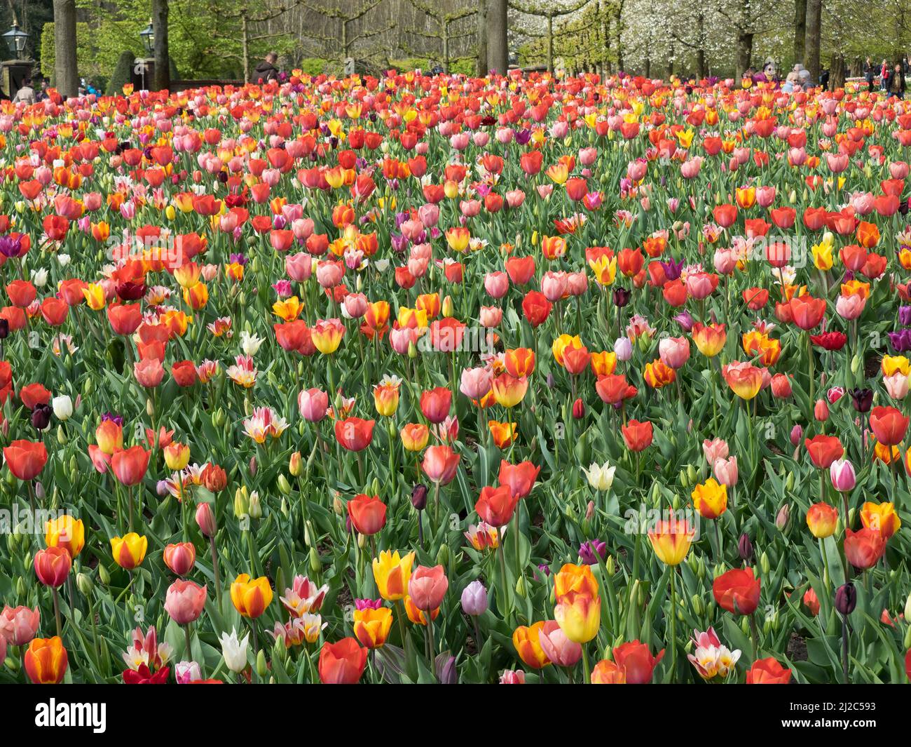 tulips in the netherlands at spring time Stock Photo - Alamy