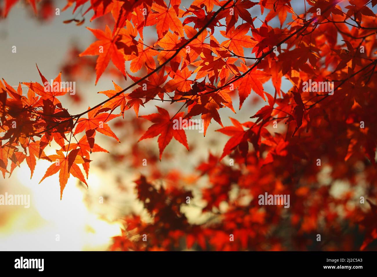 A closeup shot of Japanese maple tree with red leaves Stock Photo - Alamy