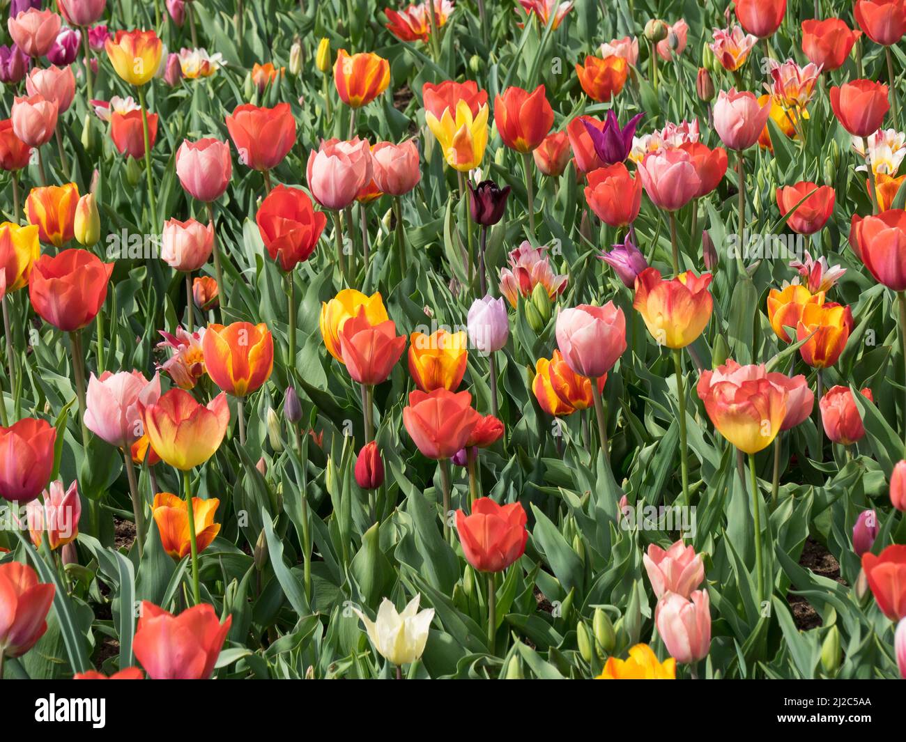 tulips in the netherlands at spring time Stock Photo - Alamy