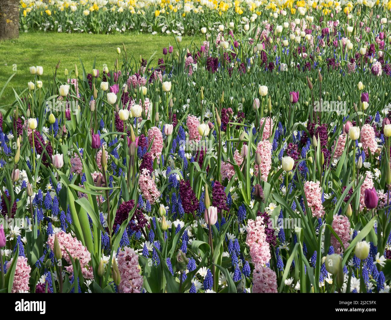 tulips in the netherlands at spring time Stock Photo - Alamy
