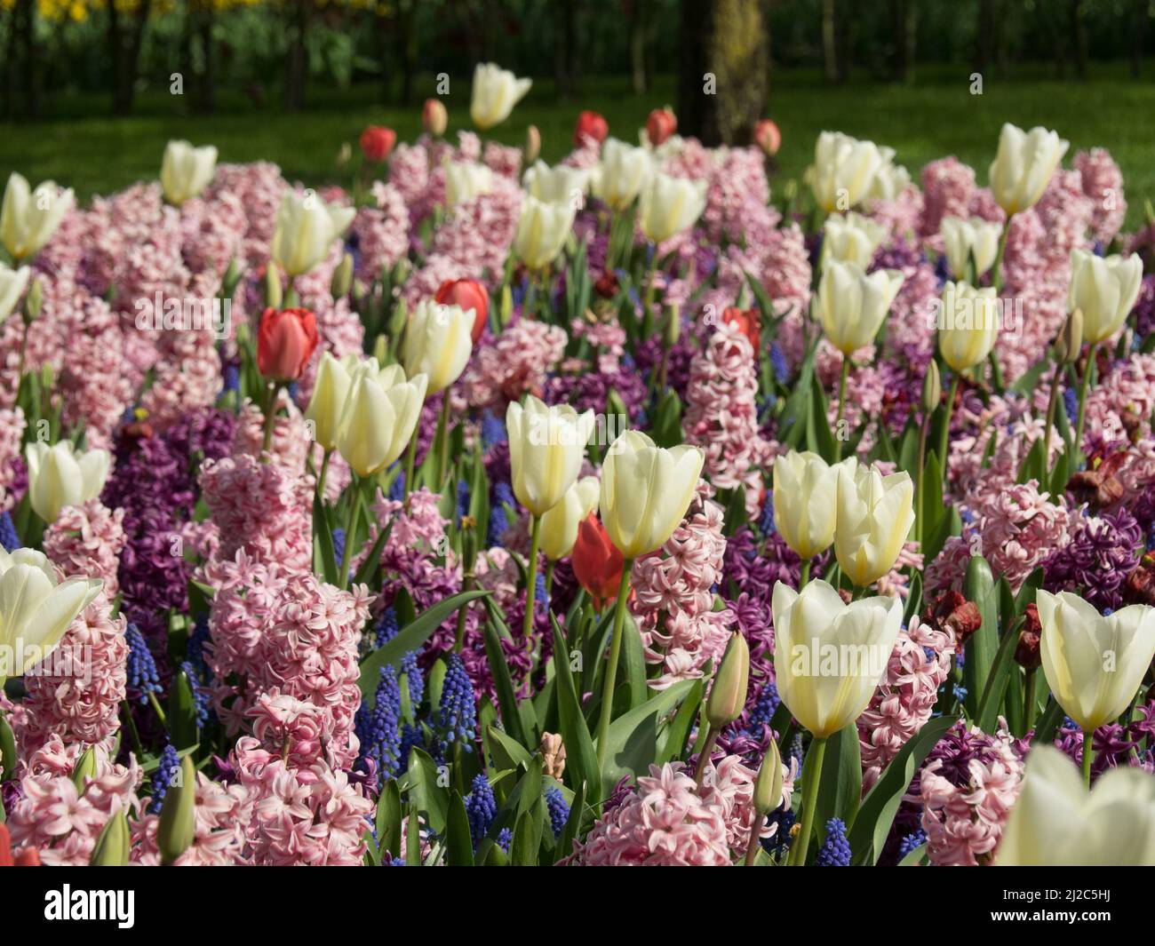 tulips in the netherlands at spring time Stock Photo - Alamy