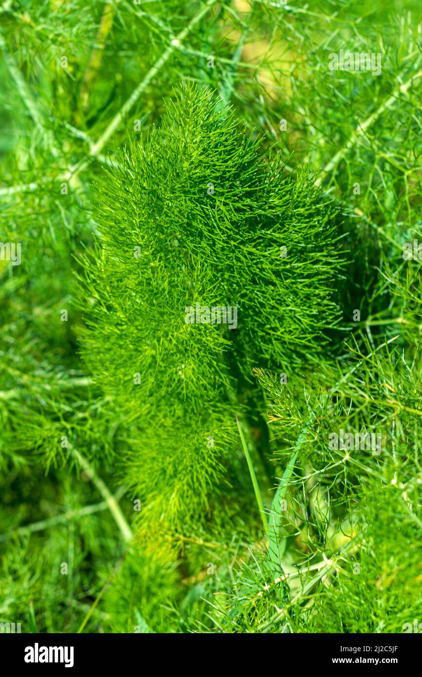 Fennel plant extremely aromatic with medicinal properties, plants used