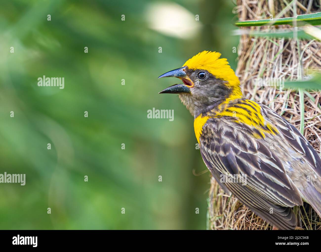 A Weaver bird calling from its nest Stock Photo