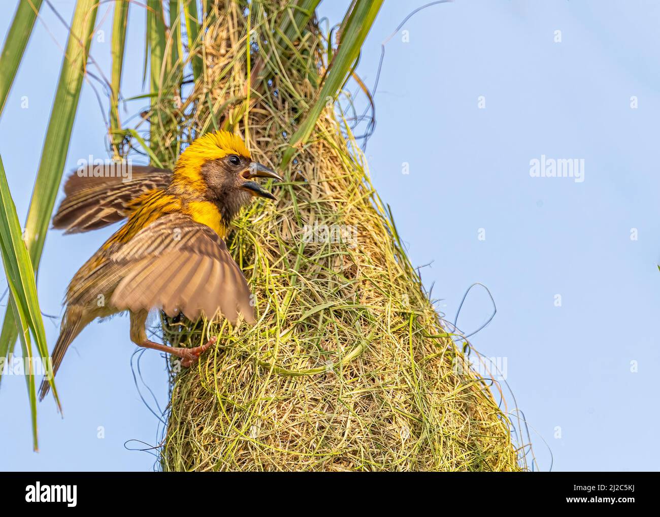 A weaver bird dancing at its nest Stock Photo