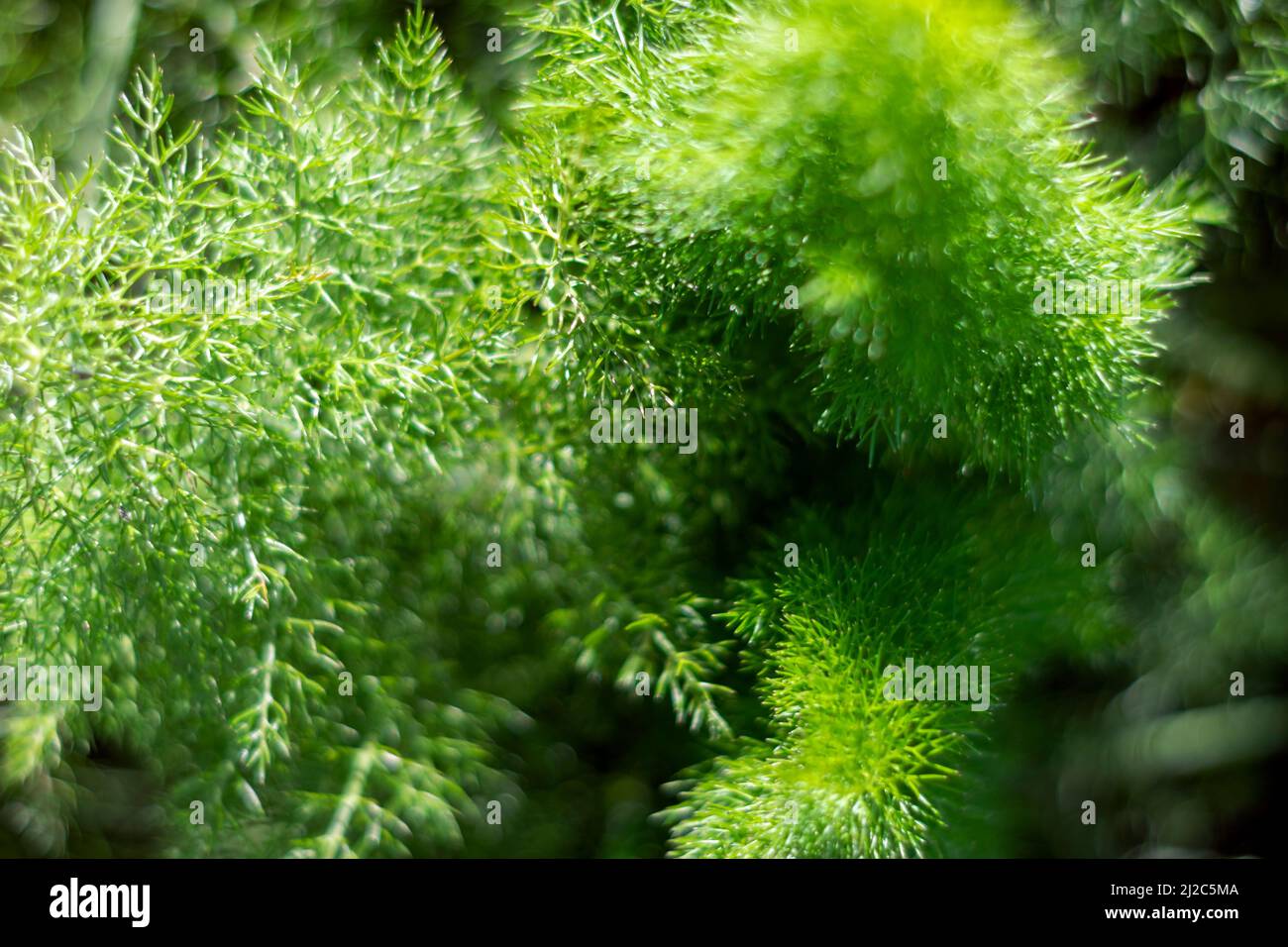 Fennel plant extremely aromatic with medicinal properties, plants used to make infusions or for cooking purposes. Intense odor if fennel. Fennel Foeniculum vulgare Stock Photo