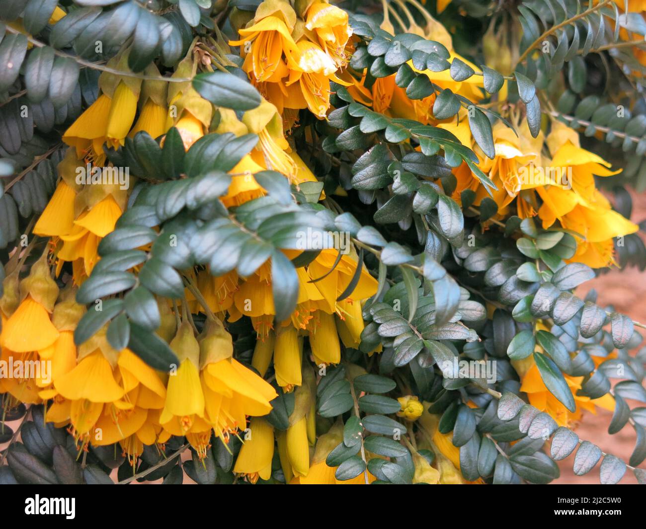 Close-up of Sophora Microphylla 'Sun King' is a bushy shrub with glossy green pinnate leaves and pea-like yellow flowers in late Spring. Stock Photo