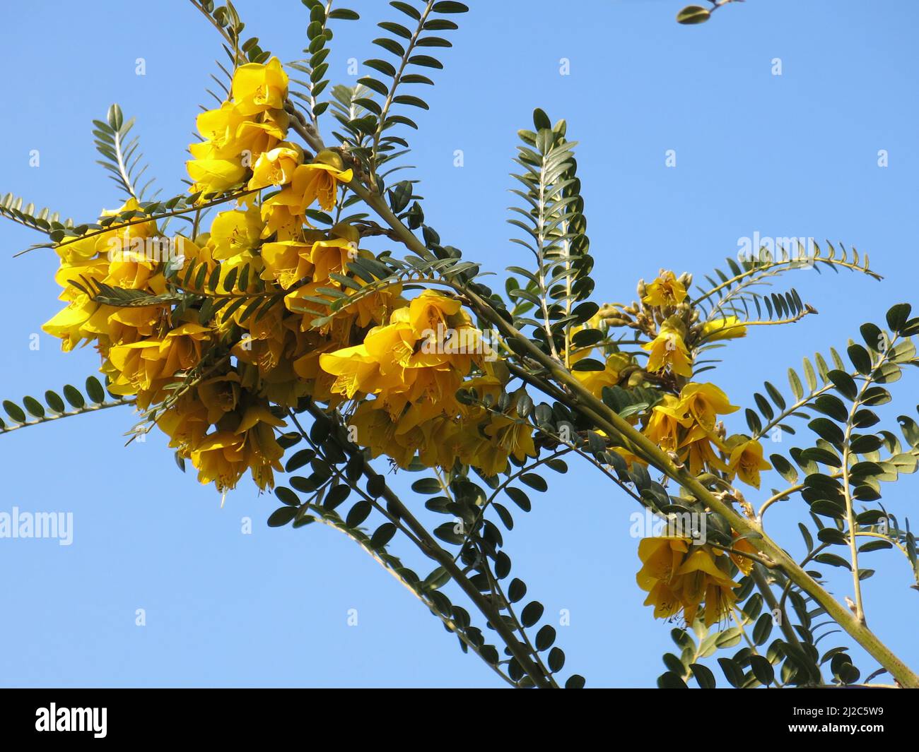 Branches of Sophora Microphylla 'Sun King' against a blue sky; bushy shrub with glossy green pinnate leaves & pea-like yellow flowers in late Spring. Stock Photo
