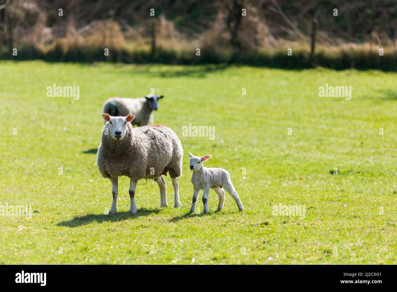 Sheep and lambs in a North Yorkshire field as spring brings the birth ...