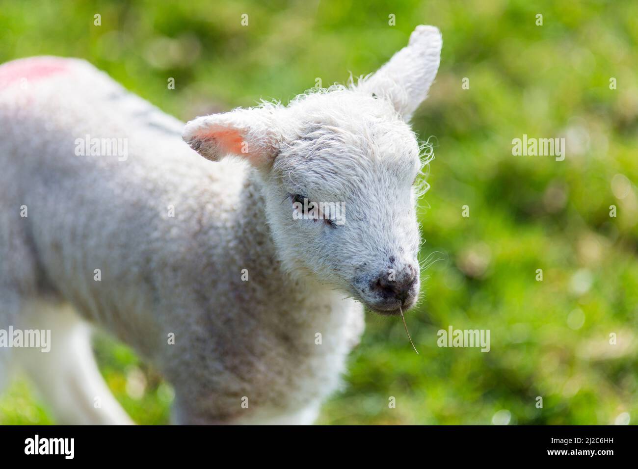 Sheep and lambs in a North Yorkshire field as spring brings the birth ...