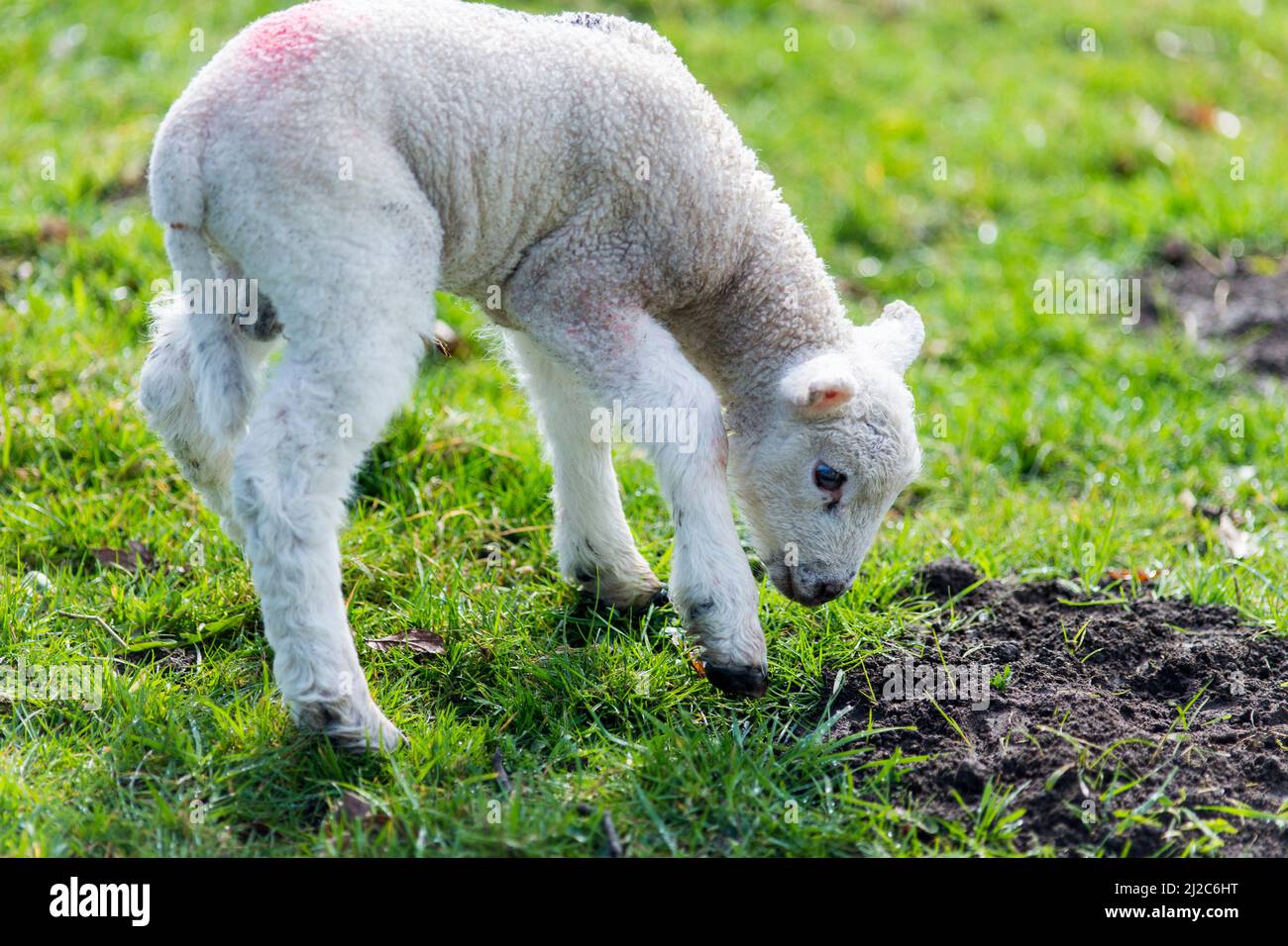 Sheep and lambs in a North Yorkshire field as spring brings the birth ...