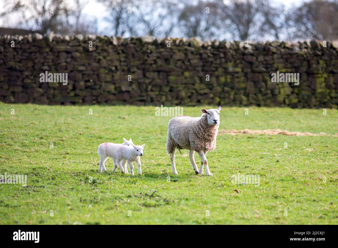 Sheep and lambs in a North Yorkshire field as spring brings the birth ...