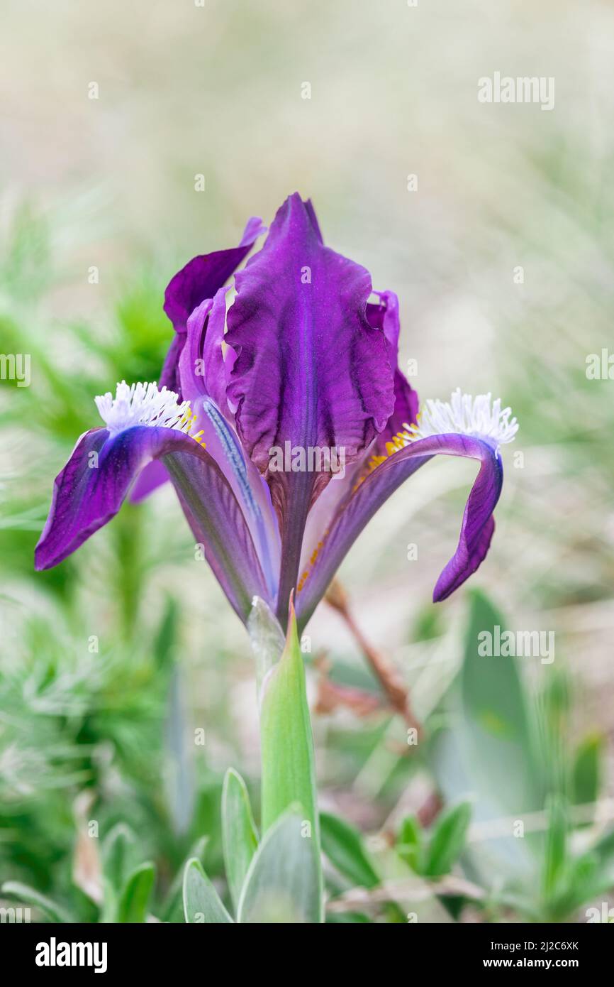 Iris pumila, pygmy iris, wildflowers, Slovakia Stock Photo