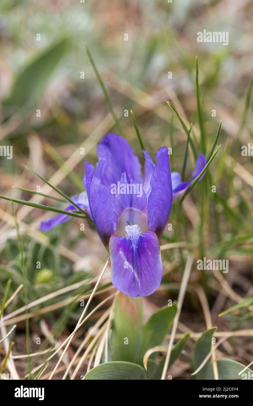 Iris pumila, pygmy iris, wildflowers, Slovakia Stock Photo