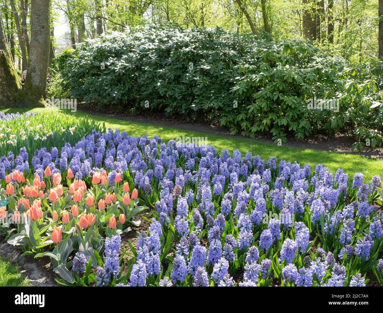 tulips in the netherlands Stock Photo - Alamy